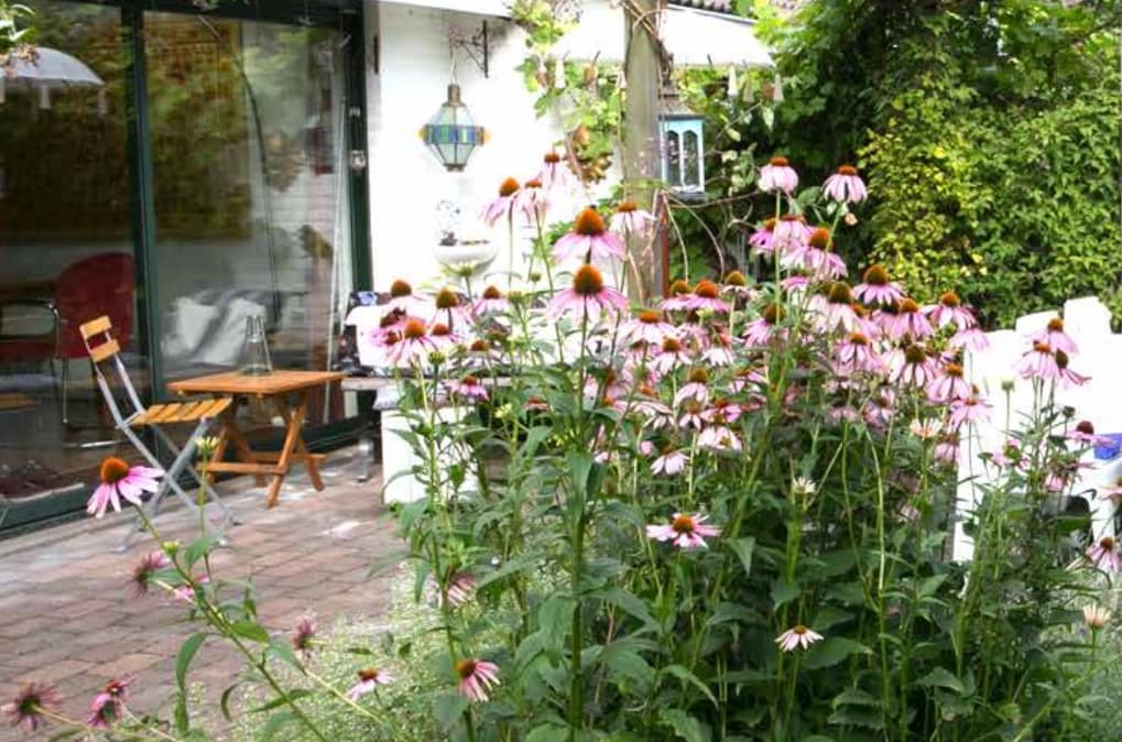 Ontwerpen en planten voor kleine tuinen