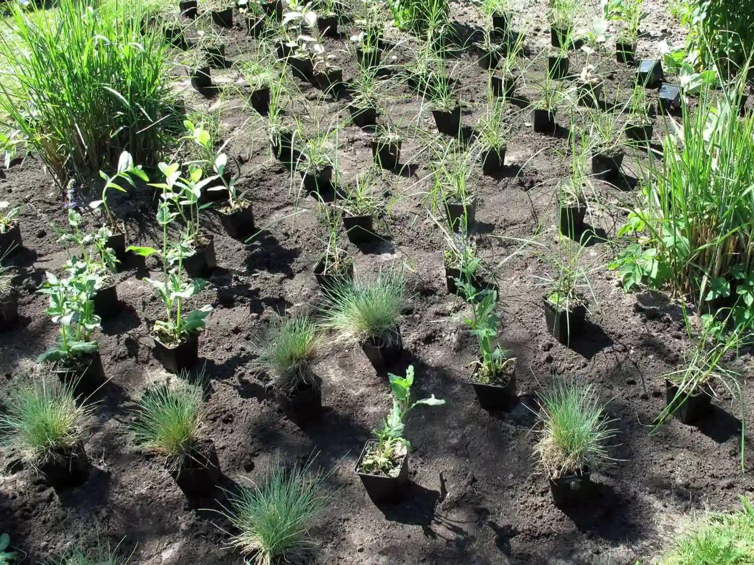 Planten in potjes worden uitgezet voor het aanplanten