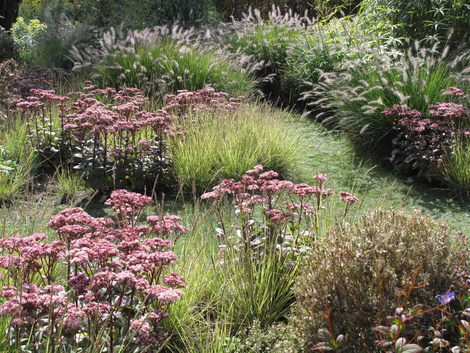 Pluimen van lampepoetser grassen mengen met roze sedum