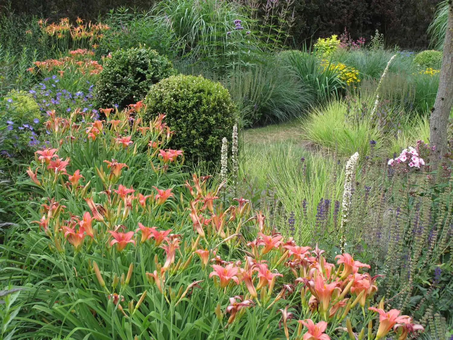 Roze daglelies vormen de achtergrond van bolvormig gesnoeide buxus