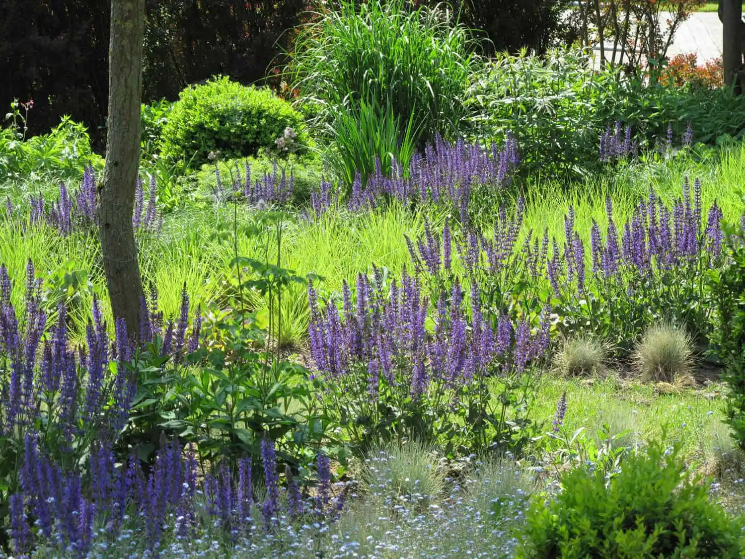 Paarse salvia pluimen mengen met fris geelgroene grassen