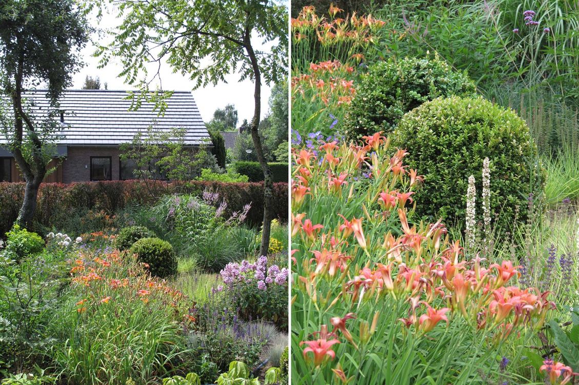 stads-tuinontwerp tribute tuin in nijmegen van het buitenland met 2 foto's met rond gesnoeide buxusbollen tussen oranje daglelies