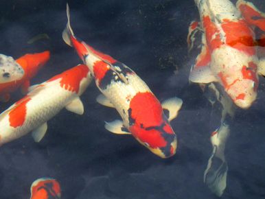 stads-tuinontwerp koi tuin in nijmegen van het buitenland met close up van 3 koi vissen zwemmend aan het oppervlak