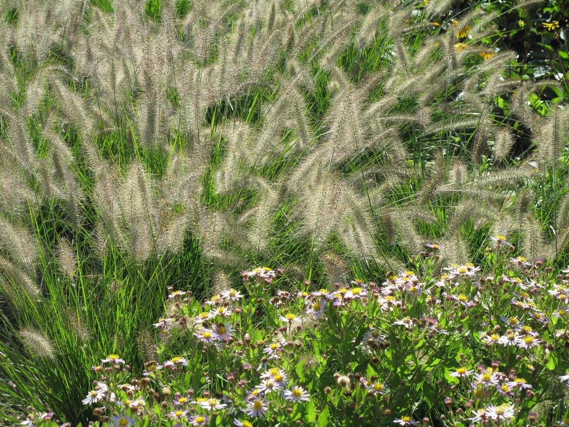 6 bloemenweide bedrijfstuinontwerp nijmegen het buitenland close up gras