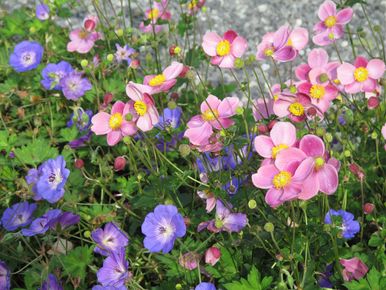 stads-tuinontwerp bossche school 1 in nijmegen van het buitenland met een close up van geranium rozanne met roze herfst anemonen