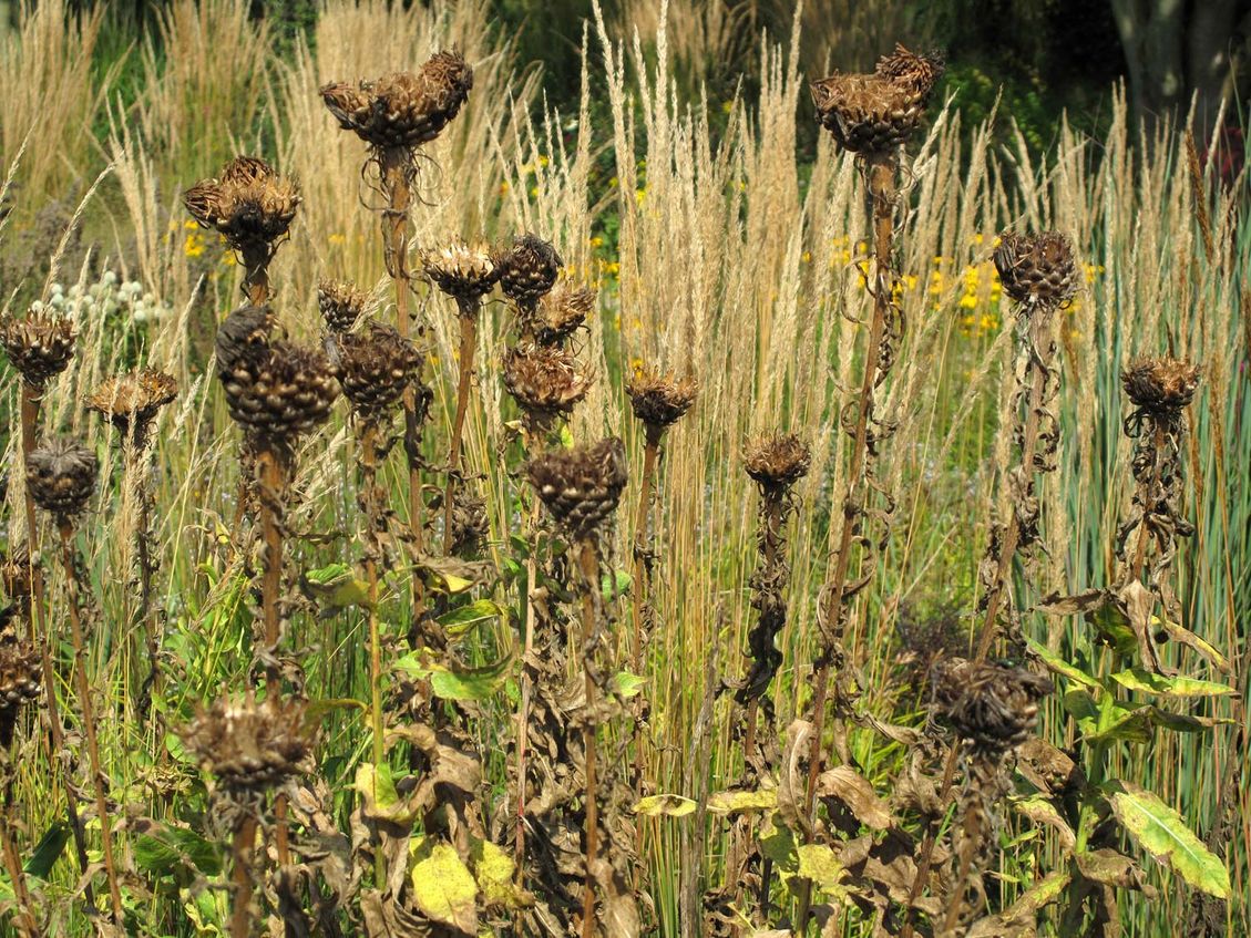 3 werken in de prairie bedrijfstuinontwerp nijmegen het buitenland zaaddozen prairie herfst