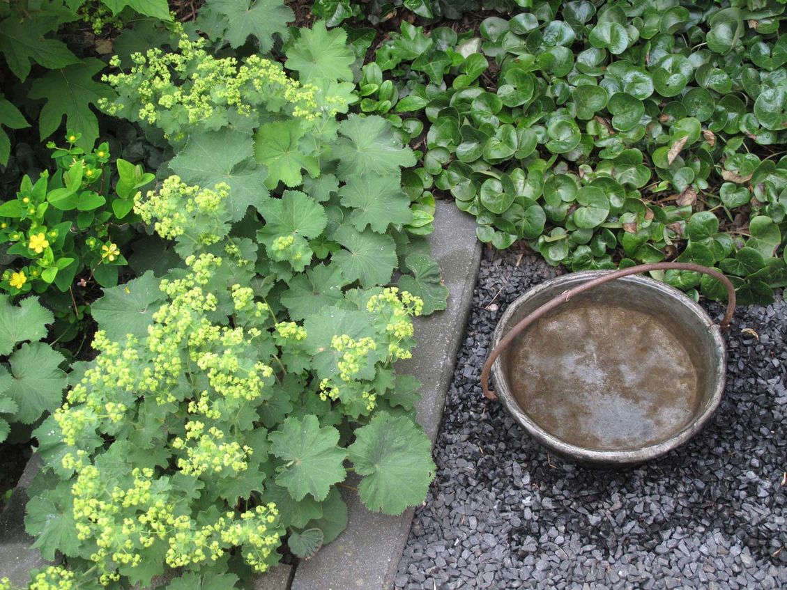 stads-tuinontwerp bosbeek in nijmegen van het buitenland met antieke waterschaal naast bladplanten als vrouwenmantel en mansoor