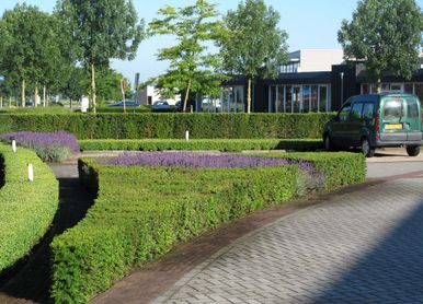 1 de rode loper bedrijfstuinontwerp nijmegen het buitenland gebogen taxusblok tussen parkeervakken
