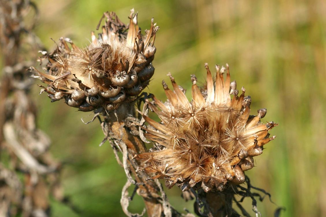 6 werken in de prairie bedrijfstuinontwerp nijmegen het buitenland close up zaaddozen