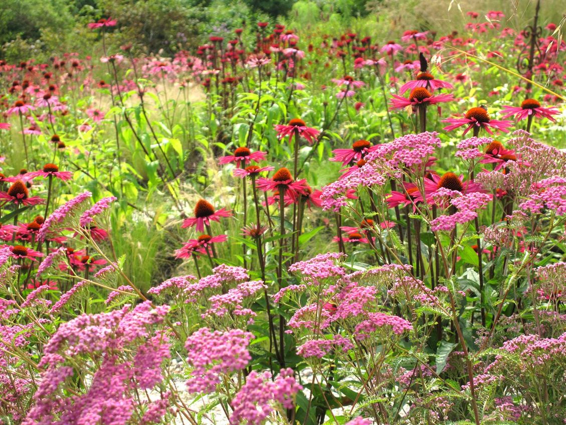 5 werken in de prairie bedrijfstuinontwerp nijmegen het buitenland close up zonnehoed planten
