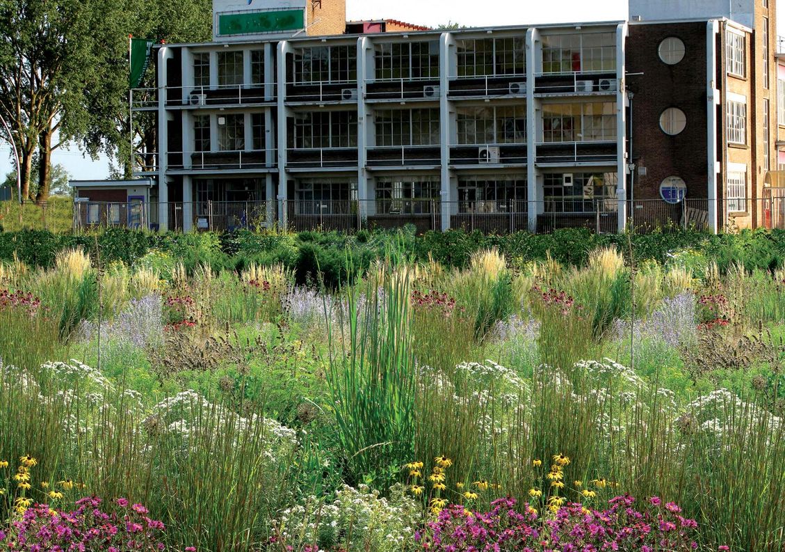 1 werken in de prairie bedrijfstuinontwerp nijmegen het buitenland prairie voor werkplek