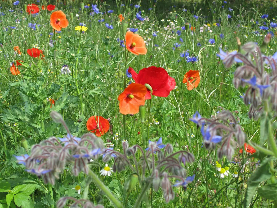 landschaps-tuinontwerp ommeland in nijmegen van het buitenland met close up van klaprozen