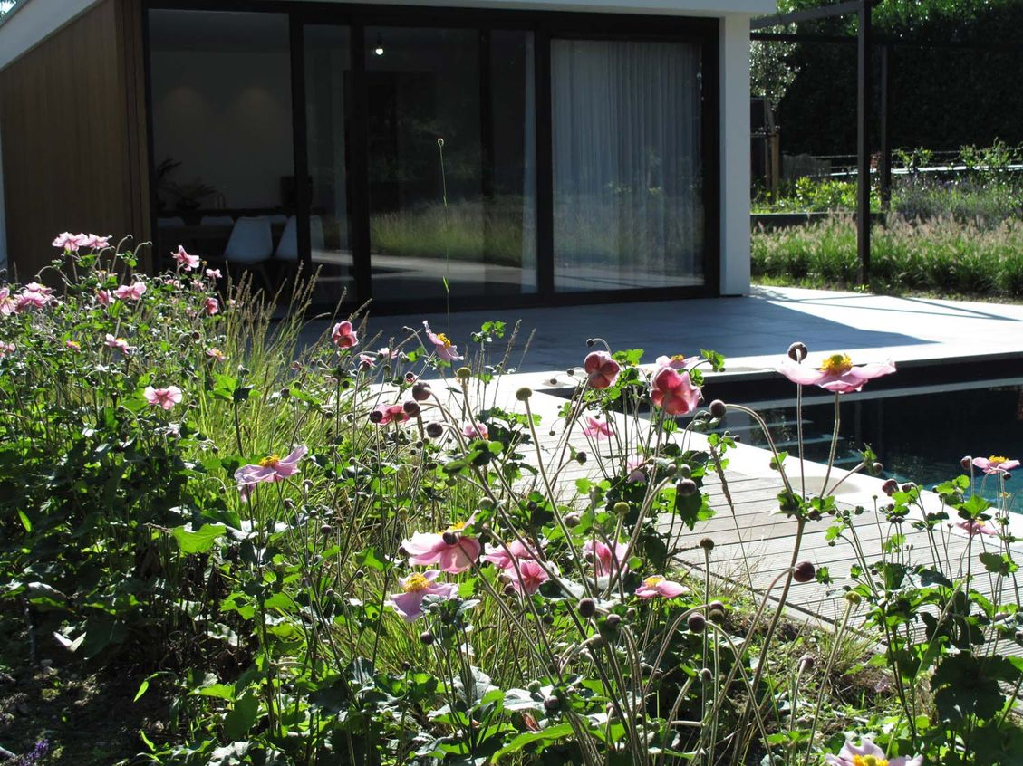 landschaps-tuinontwerp zwemmen in het diepe in nijmegen van het buitenland met poolhuis met anemonen op de voorgrond