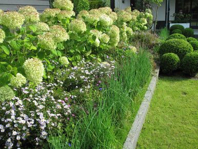 stads-tuinontwerp plunge tuin in nijmegen van het buitenland met een border met anabellen met ervoor blauwe asters en sieruien