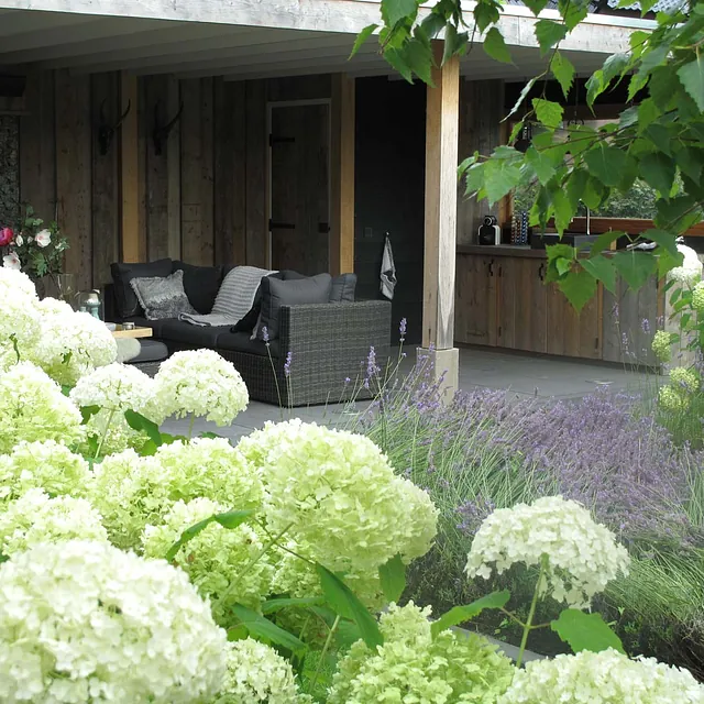 stads-tuinontwerp super lounge in nijmegen van het buitenland met een anabellen border met de overkapping op de achtergrond