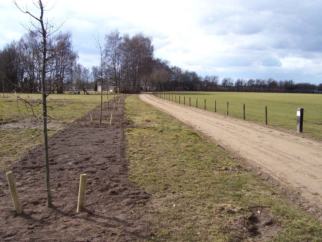 4 kinderfeest landschapsarchitectuur tuinontwerp nijmegen rij bomen na planten 