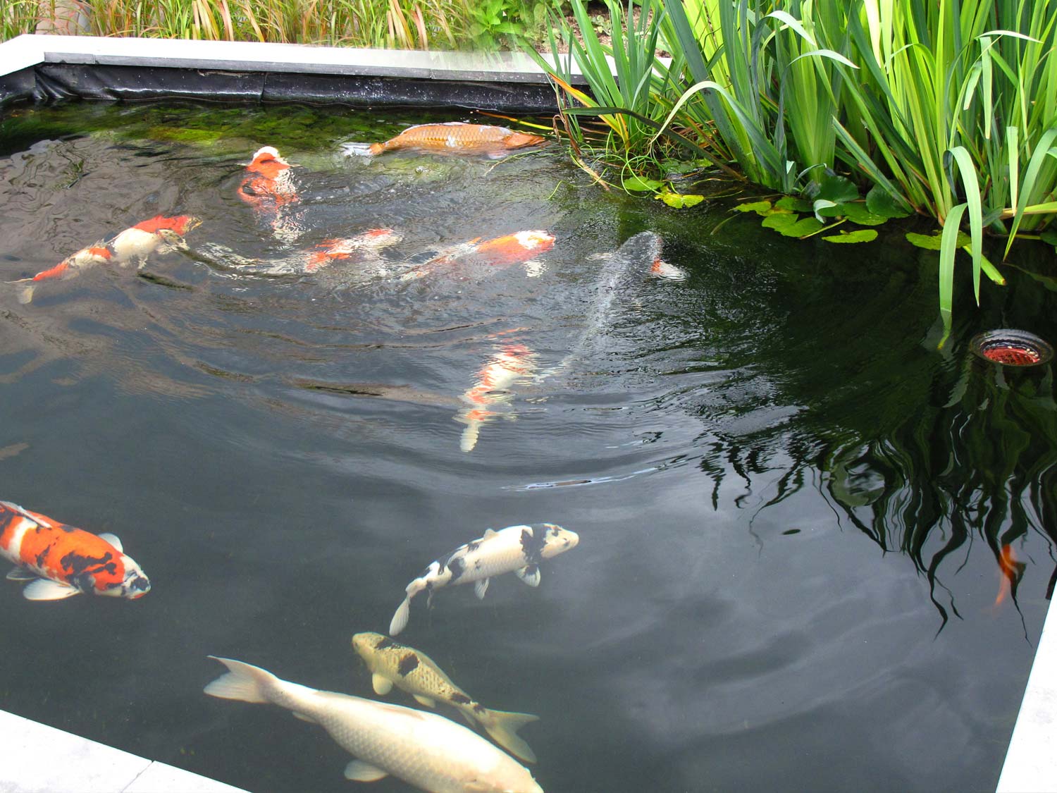 stads-tuinontwerp koi tuin in nijmegen van het buitenland met rechthoekige vijver met 10 koi vissen aan het wateroppervlak