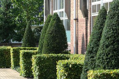 1 behaaglijk bedrijfstuinontwerp nijmegen het buitenland 5 taxuskegels en beuken hagen