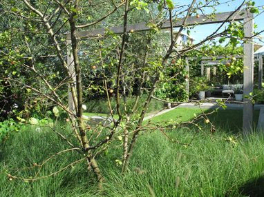 stads-tuinontwerp tuin in terrassen in nijmegen van het buitenland met meerstam appelboom als voorgrond van speelveldje