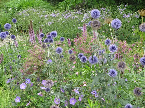 stads-tuinontwerp oudolf pret in nijmegen van het buitenland met een close up van de bolvormige blauwe kogeldistel bloemen 