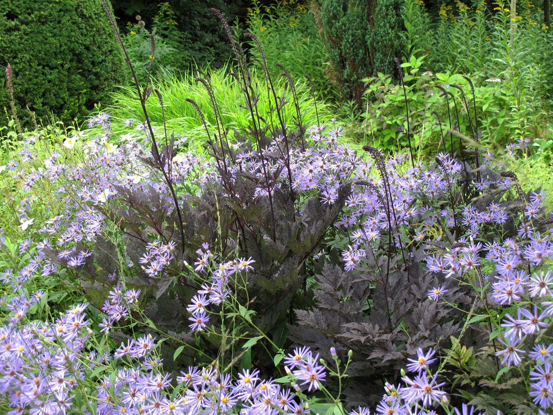 stads-tuinontwerp oudolf pret in nijmegen van het buitenland met een close up van donkerbladige zilverkaarsen en blauwe asters