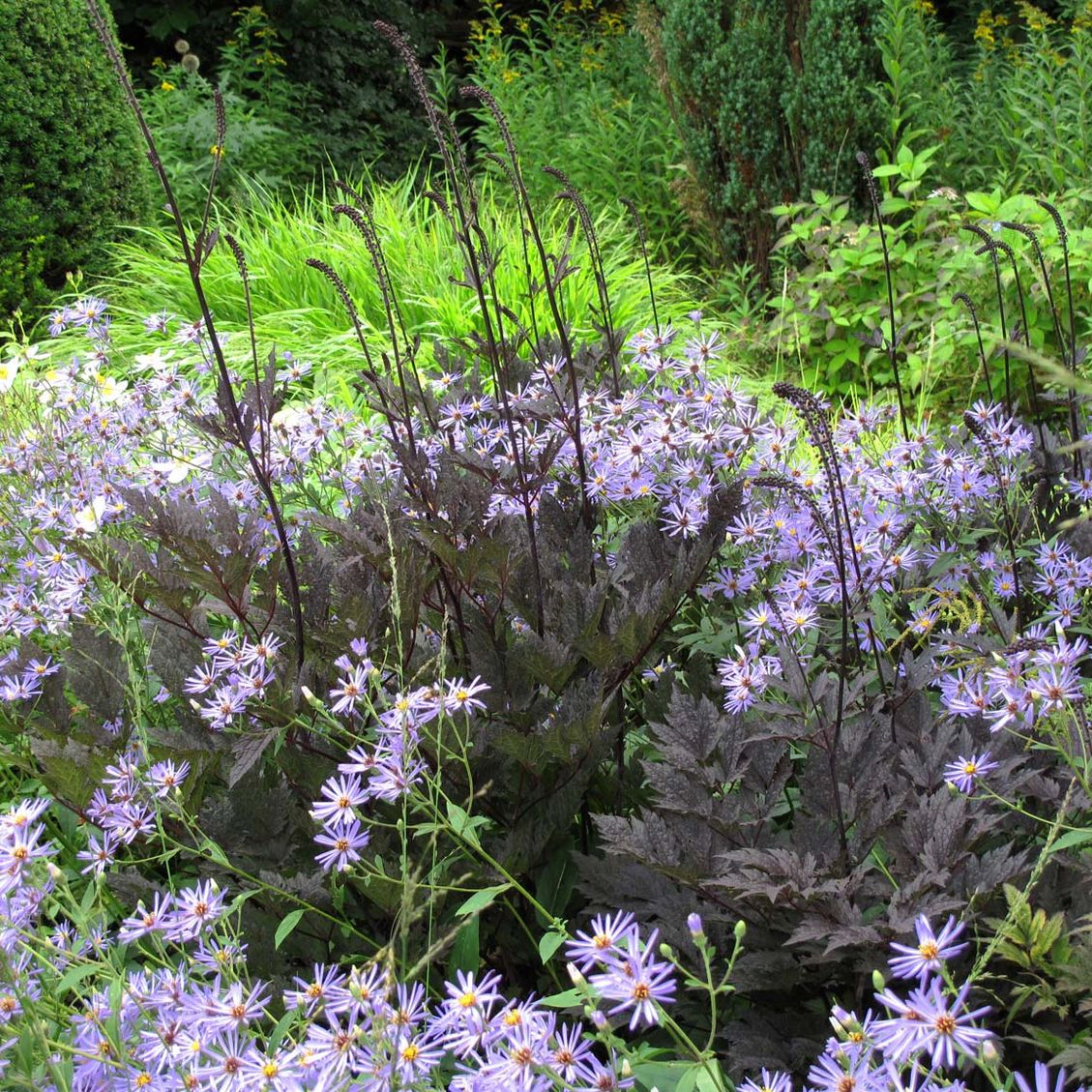 stads-tuinontwerp oudolf pret in nijmegen van het buitenland met een close up van donkerbladige zilverkaarsen en blauwe asters