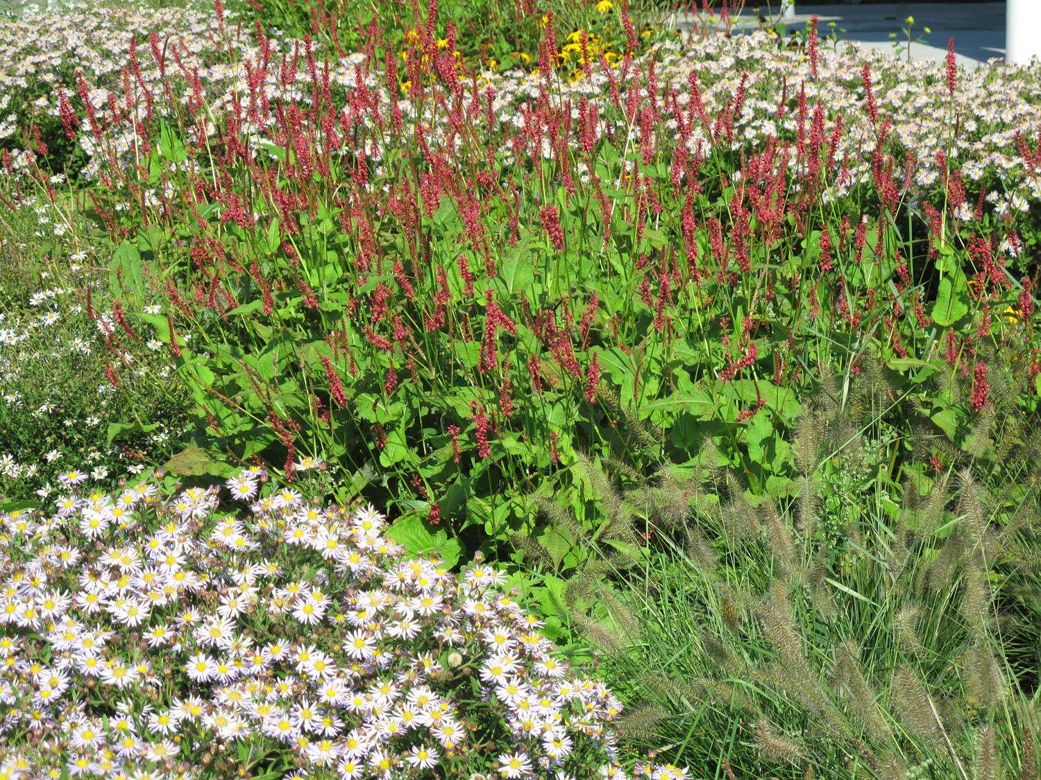 3 bloemenweide bedrijfstuinontwerp nijmegen het buitenland close up rood perzikkruid