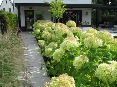 stads-tuinontwerp plunge tuin in nijmegen van het buitenland met een lange border met anabellen langs een tegelpad naar het huis