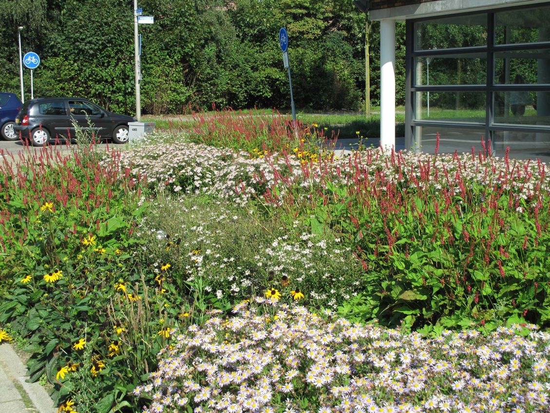 1 bloemenweide bedrijfstuinontwerp nijmegen het buitenland bloemenweide met kantoor