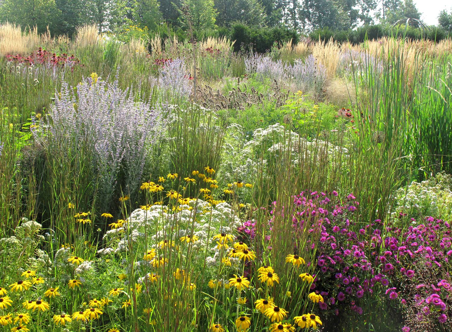 2 werken in de prairie bedrijfstuinontwerp nijmegen het buitenland close up prairieplanten