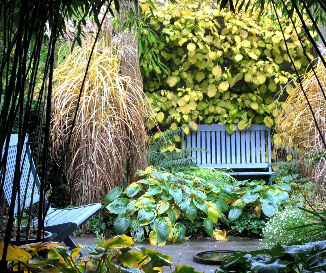 stads-tuinontwerp jungle in nijmegen van het buitenland met een overvloed aan gele herfstkleur van siergras, hosta en klimhortensia