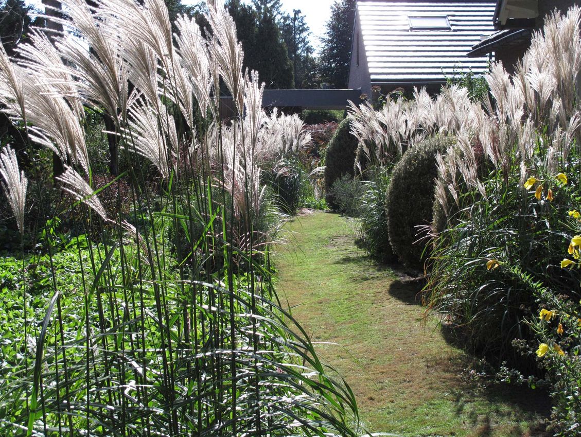 stads-tuinontwerp tribute tuin in nijmegen van het buitenland met 4 hoge buxuskegels tussen hoge glinsterende grassen