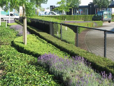 1 de rode loper bedrijfstuinontwerp nijmegen het buitenland lavendelveldjes naast halfrond buxusblok