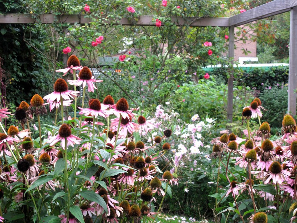 stads-tuinontwerp mozaiek in nijmegen van het buitenland met hoge echinacea planten binnen door pergola's omsloten binnentuin