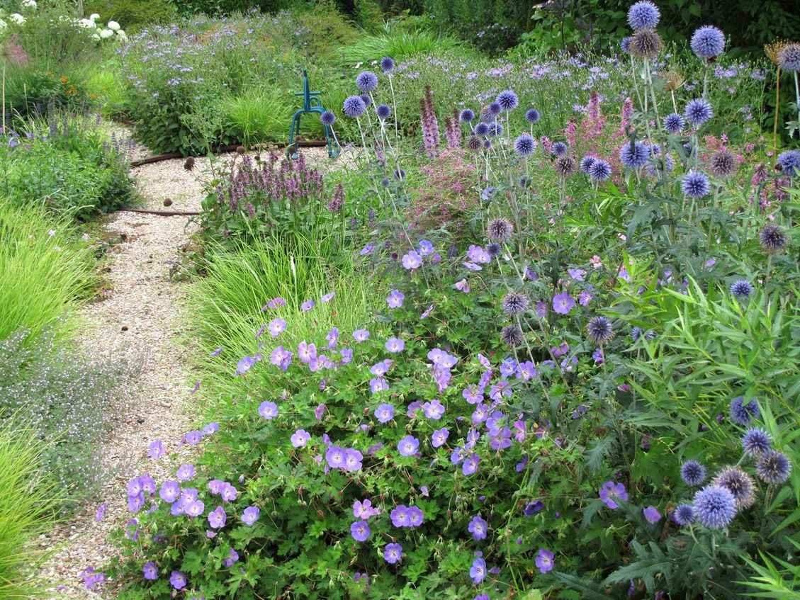 stads-tuinontwerp oudolf pret in nijmegen van het buitenland met een groep blauwe kogelbloemen naast een schelpenpad