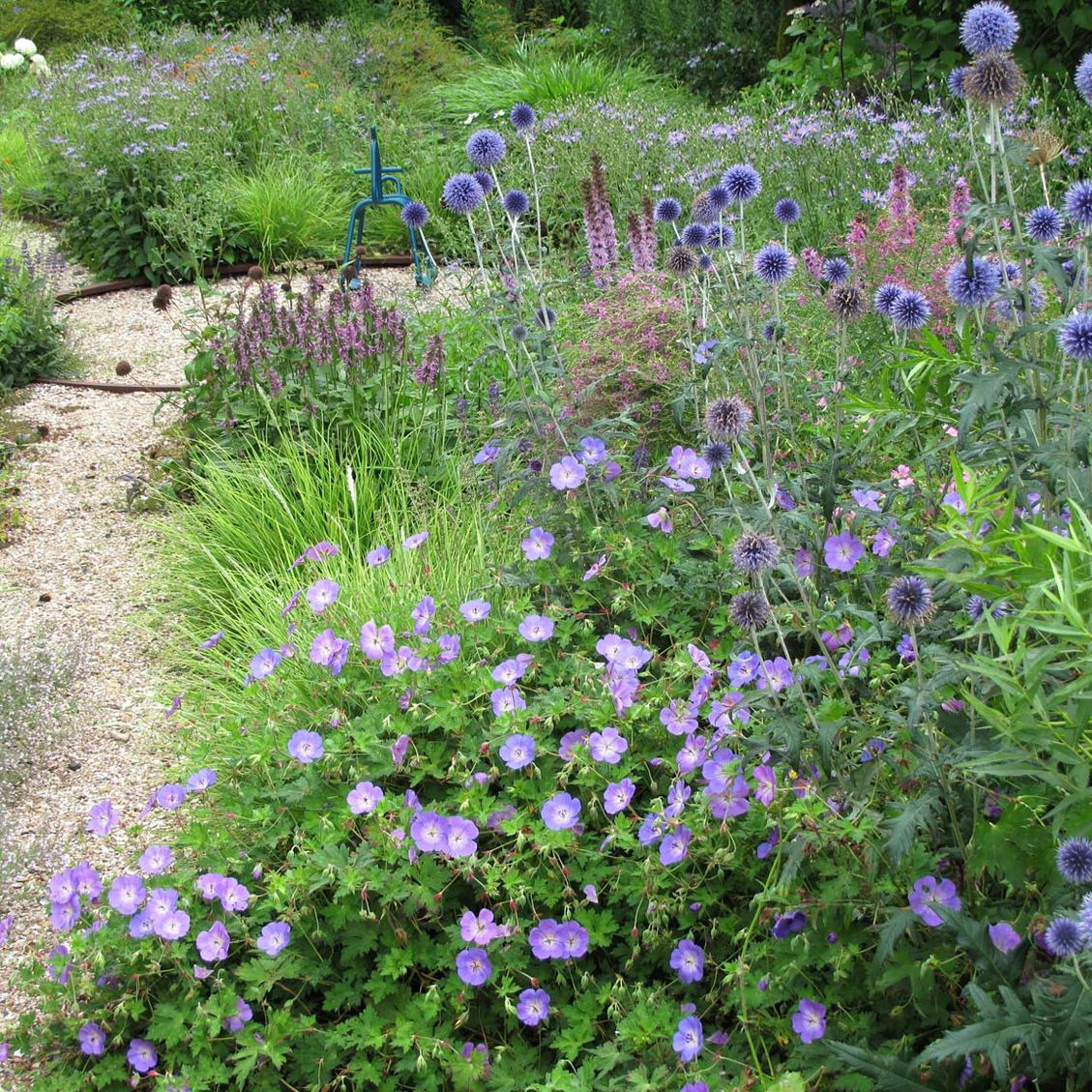 stads-tuinontwerp oudolf pret in nijmegen van het buitenland met een groep blauwe kogelbloemen naast een schelpenpad