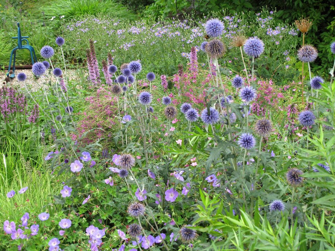 stads-tuinontwerp oudolf pret in nijmegen van het buitenland met een close up van de bolvormige blauwe kogeldistel bloemen 