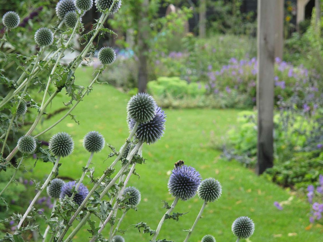 landschaps-tuinontwerp eten uit je tuin in nijmegen van het buitenland met een close up van blauwe bolvormige kogeldistel bloemen