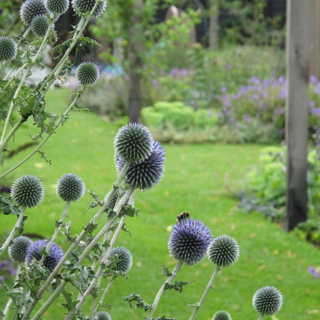 landschaps-tuinontwerp eten uit je tuin in nijmegen van het buitenland met een close up van blauwe bolvormige kogeldistel bloemen