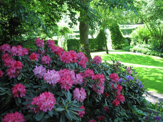landschaps-tuinontwerp groene oase in nijmegen van het buitenland met een hoge rood-roze bloeiende rhododendron