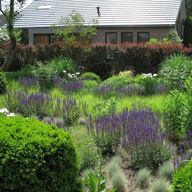 stads-tuinontwerp tribute tuin in nijmegen van het buitenland met 8 ronde buxusbollen omzomen een paarse bloementuin