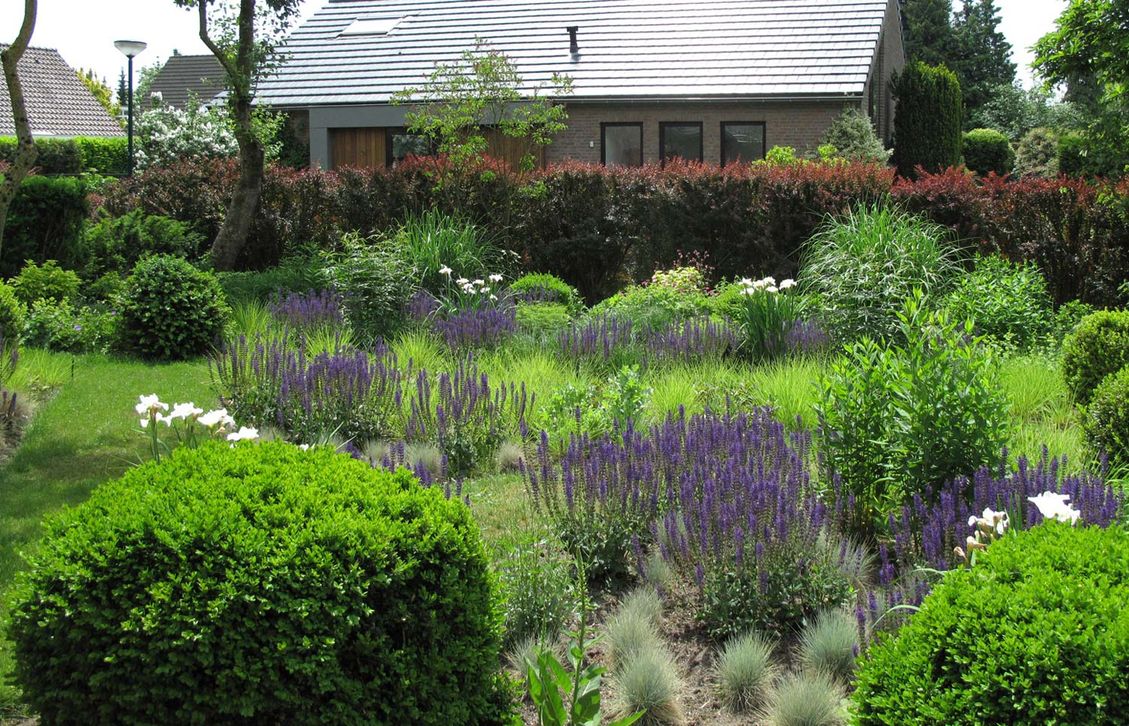 stads-tuinontwerp tribute tuin in nijmegen van het buitenland met 8 ronde buxusbollen omzomen een paarse bloementuin