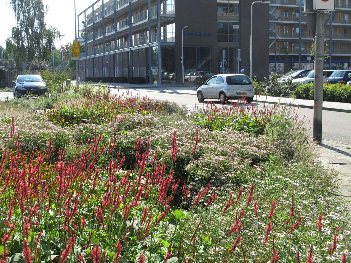 2 bloemenweide bedrijfstuinontwerp nijmegen het buitenland bloemenweide met straat