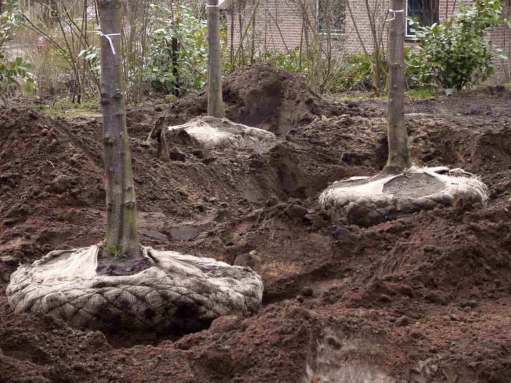 3 schuilplaats landschapsarchitectuur tuinontwerp nijmegen 3 boomkluiten in 3 plantgaten