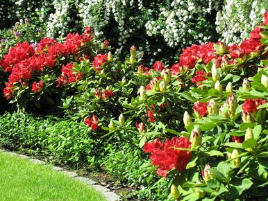 landschaps-tuinontwerp groene oase in nijmegen van het buitenland met langs het gazon een lage border van rode rhododendrons