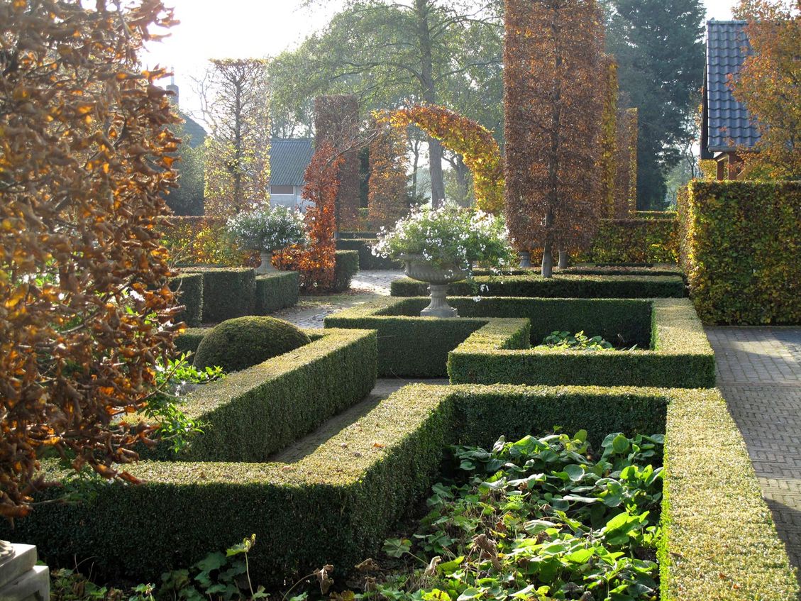 landschaps-tuinontwerp diabolo in nijmegen van het buitenland met buxusvakken tuin met zuilbomen in herfstkleur