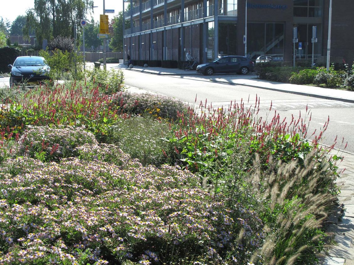 5 bloemenweide bedrijfstuinontwerp nijmegen het buitenland asters in bloemenweide