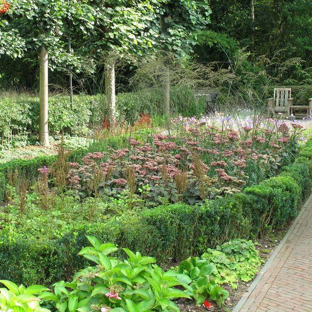 stads-tuinontwerp bossche school 1 in nijmegen van het buitenland met de punt van een buxusvak met sedum planten en grassen
