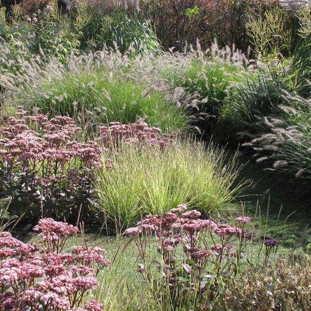stads-tuinontwerp tribute tuin in nijmegen van het buitenland met roze sedum planten tussen geelgroene lage grassen