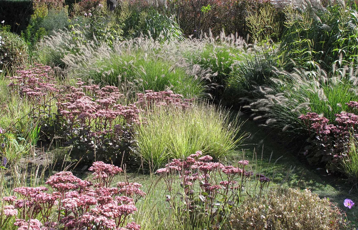 stads-tuinontwerp tribute tuin in nijmegen van het buitenland met roze sedum planten tussen geelgroene lage grassen